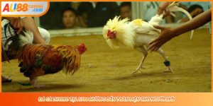 Đá Gà Thomo Tại AU88 Hướng Dẫn Toàn Diện Cho Người Mới